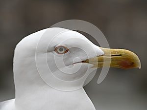 Seagull in rome close up portrait