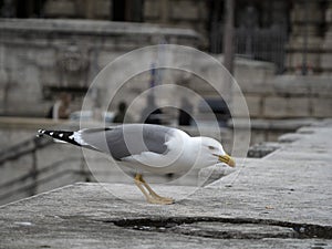 Seagull in rome close up portrait