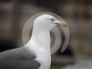 Seagull in rome close up portrait