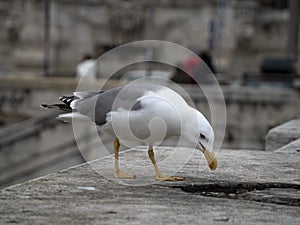 Seagull in rome close up portrait