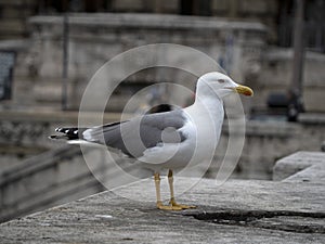 Seagull in rome close up portrait