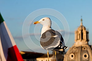 Seagull in Rome with italian flag