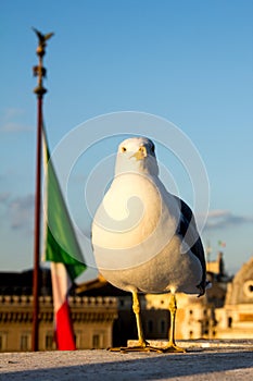 Seagull in Rome with italian flag