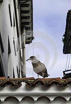 Seagull on roof