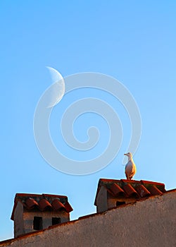 Seagull on the roof against the backdrop of the moon. Summer image.