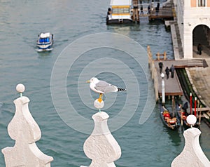 seagull on a roof with the Grand Canal of Venice