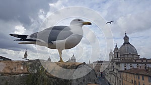 Seagull on the rooftops of Piazza Navona photo