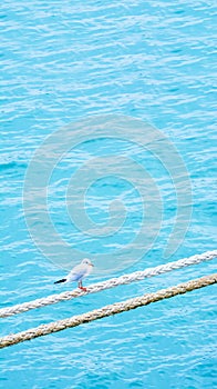 Seagull on the rope. Ship rope. Sea port. Jetty.
