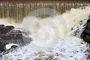 A seagull in the rough waters