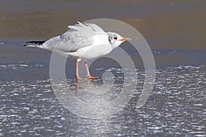 A seagull standing on the ice