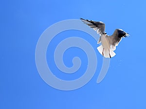 A seagull`s bird flies against the blue sky.