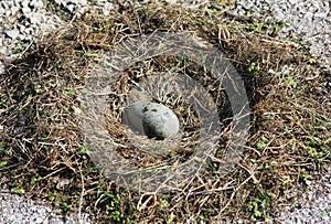 Seagull's egg