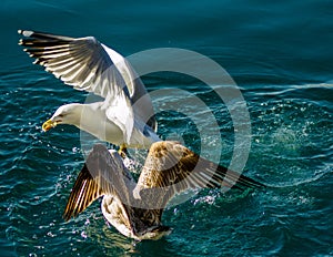 Seagull`s fight over bite