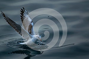 Seagull`s landing photo