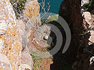 Seagull`s nest and eggs in nature