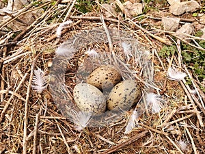 Seagull`s nest and eggs in nature