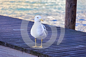 Seagull's Perch on Venice's Grand Canal