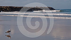 A seagull and it`s reflection on a beach