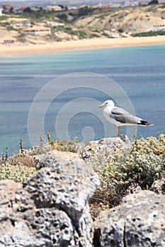 Seagull and Sagres beach