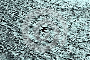 Seagull sailing on the strong wind