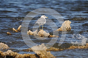 Seagull at Salton Sea California