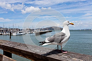 Seagull and San Francisco bay