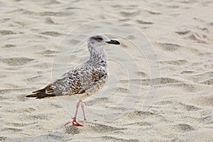 Seagull on Sand