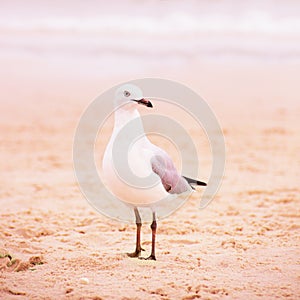 Seagull on sand on the beach