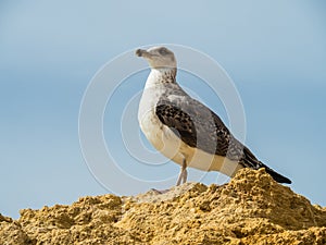 Seagull on the sand beach at Gale, Portugal