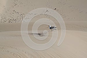 Seagull on sand dune