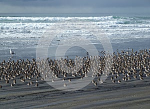 Seagull and sand pipers