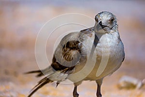 Seagull, sand and the sea