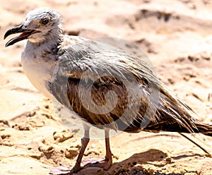 Seagull, sand and the sea