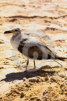 Seagull, sand and the sea