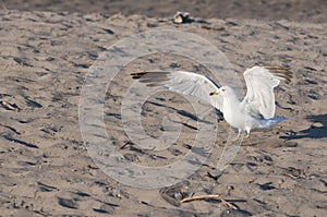 Seagull on a sandy beach