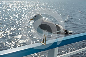 Seagull on the railing of a tourist ship.