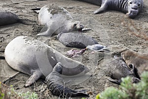 Seagull Scavenges on Beach Surrounded by Northern Elephant Seals