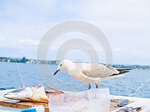 Seagull scavenging bait fish on bait-board on boat