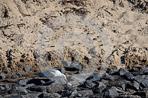 A seagull forages on rocky shoreline with sandy background, enjoying natural coastal habitat photo