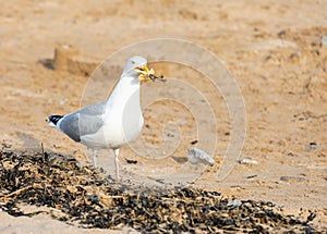 Seagull scavenging for food scraps