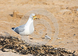 Seagull scavenging for food scraps photo