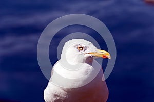Seagull