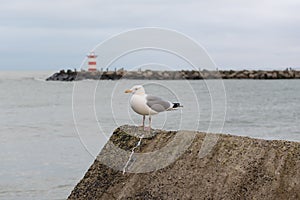 Seagull in Scheveningen harbour