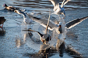 Seagull scream duck race for food nature winter