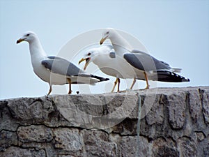 Seagull screaming