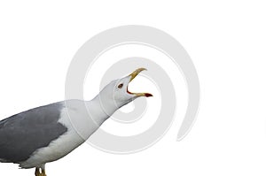 Seagull screaming isolated in white background