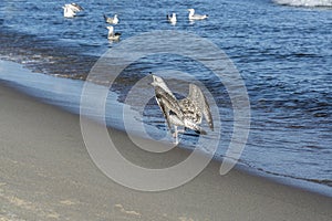 Seagull screaming on a sandy beach