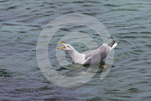 Seagull screaming in sea water