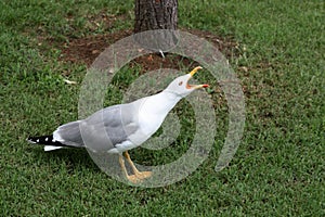 Seagull screaming standing on a lawn grass