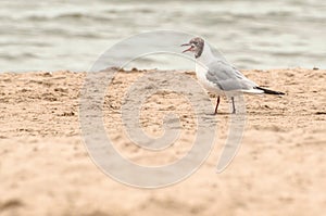 Seagull screaming while walking on the beach sand